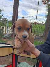SKYLAR, Hund, Mischlingshund in Trimbs - Bild 18