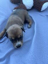 SKYLAR, Hund, Mischlingshund in Trimbs - Bild 19