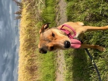 SKYLAR, Hund, Mischlingshund in Trimbs - Bild 2