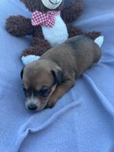 SKYLAR, Hund, Mischlingshund in Trimbs - Bild 20