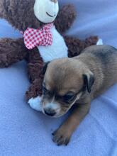 SKYLAR, Hund, Mischlingshund in Trimbs - Bild 21