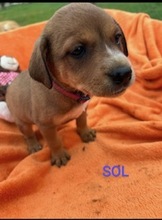 SKYLAR, Hund, Mischlingshund in Trimbs - Bild 24
