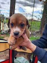 SKYLAR, Hund, Mischlingshund in Trimbs - Bild 25
