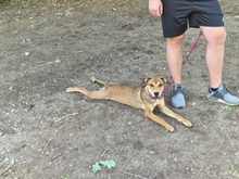 SKYLAR, Hund, Mischlingshund in Trimbs - Bild 3