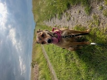 SKYLAR, Hund, Mischlingshund in Trimbs - Bild 4