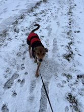 SKYLAR, Hund, Mischlingshund in Trimbs - Bild 5