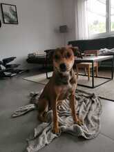 SKYLAR, Hund, Mischlingshund in Trimbs - Bild 6