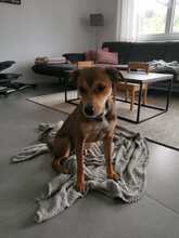 SKYLAR, Hund, Mischlingshund in Trimbs - Bild 7
