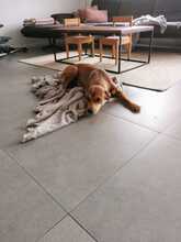 SKYLAR, Hund, Mischlingshund in Trimbs - Bild 8