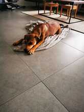 SKYLAR, Hund, Mischlingshund in Trimbs - Bild 9