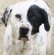 PONTOS, Hund, Mischlingshund in Griechenland
