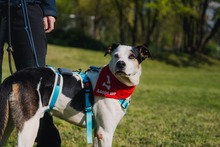 PRINCIPE, Hund, Mischlingshund in Dortmund - Bild 1