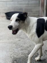 PRINCIPE, Hund, Mischlingshund in Dortmund - Bild 11