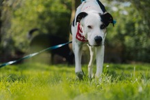 PRINCIPE, Hund, Mischlingshund in Dortmund - Bild 2