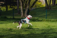 PRINCIPE, Hund, Mischlingshund in Dortmund - Bild 3