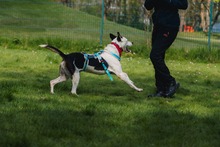 PRINCIPE, Hund, Mischlingshund in Dortmund - Bild 4
