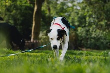 PRINCIPE, Hund, Mischlingshund in Dortmund - Bild 5