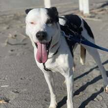 PRINCIPE, Hund, Mischlingshund in Dortmund - Bild 7