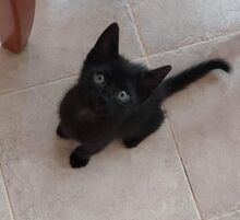BINKS, Katze, Europäisch Kurzhaar-Mix in Bulgarien - Bild 10