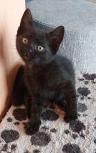 BINKS, Katze, Europäisch Kurzhaar-Mix in Bulgarien - Bild 11