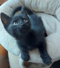 BINKS, Katze, Europäisch Kurzhaar-Mix in Bulgarien - Bild 12