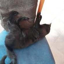 BINKS, Katze, Europäisch Kurzhaar-Mix in Bulgarien - Bild 13
