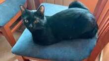 BINKS, Katze, Europäisch Kurzhaar-Mix in Bulgarien - Bild 15