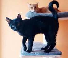 BINKS, Katze, Europäisch Kurzhaar-Mix in Bulgarien - Bild 16