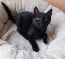 BINKS, Katze, Europäisch Kurzhaar-Mix in Bulgarien - Bild 9