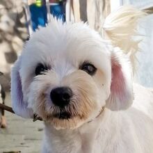 CANDY, Hund, Bichon Maltais in Passau
