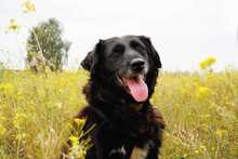 BELLE, Hund, Mischlingshund in Massen