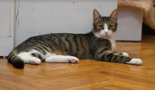 NICOLE, Katze, Europäisch Kurzhaar in Bulgarien - Bild 31