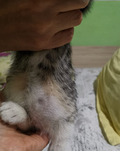 NICOLE, Katze, Europäisch Kurzhaar in Bulgarien - Bild 32