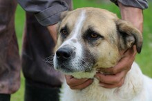 GRISU, Hund, Labrador-Mix in Lohra-Reimershausen - Bild 2