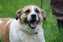 GRISU, Hund, Labrador-Mix in Lohra-Reimershausen - Bild 3