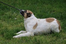 GRISU, Hund, Labrador-Mix in Lohra-Reimershausen - Bild 4