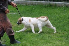 GRISU, Hund, Labrador-Mix in Lohra-Reimershausen - Bild 5