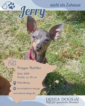 JERRY, Hund, Prager Rattler in Nürnberg
