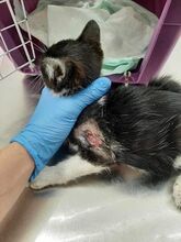 ARUN, Katze, Europäisch Kurzhaar-Mix in Bulgarien - Bild 10