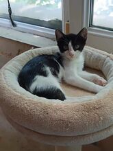 ARUN, Katze, Europäisch Kurzhaar-Mix in Bulgarien - Bild 11