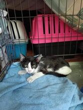 ARUN, Katze, Europäisch Kurzhaar-Mix in Bulgarien - Bild 12