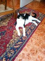 ARUN, Katze, Europäisch Kurzhaar-Mix in Bulgarien - Bild 13
