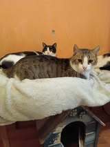 ARUN, Katze, Europäisch Kurzhaar-Mix in Bulgarien - Bild 16