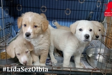 PIUMA, Hund, Golden Retriever-Mix in Italien - Bild 25
