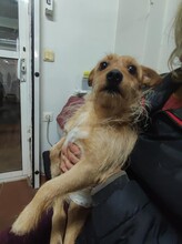 BENJI, Hund, Terrier-Mix in Griechenland - Bild 7
