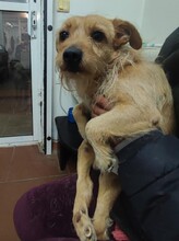 BENJI, Hund, Terrier-Mix in Griechenland - Bild 8