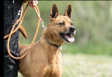 HERA, Hund, Deutscher Schäferhund in Salzwedel