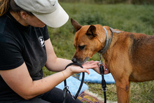 HERA, Hund, Deutscher Schäferhund in Salzwedel - Bild 10