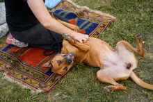 HERA, Hund, Deutscher Schäferhund in Salzwedel - Bild 11