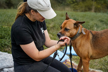 HERA, Hund, Deutscher Schäferhund in Salzwedel - Bild 12